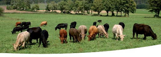 Shire Meadows - Quality Beef you can trust